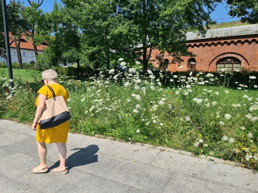 Toruń. Czy zastąpienie trawników łąkami, rzadsze koszenie trawy i obfite deszcze przynoszą miastu oszczędności?