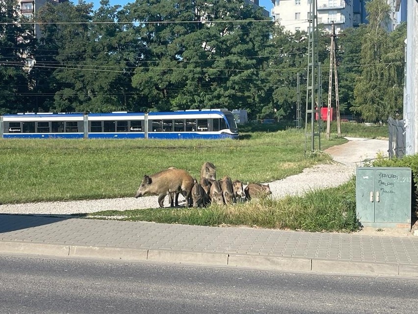 Kraków. Rodzina dzików o poranku pojawiła się na pętli tramwajowej na os. Bohaterów Września ZDJĘCIA