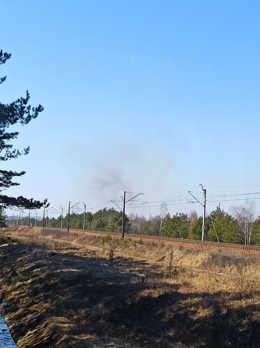 Pożar lasu w pobliżu ulicy Wspólnej w Olkuszu