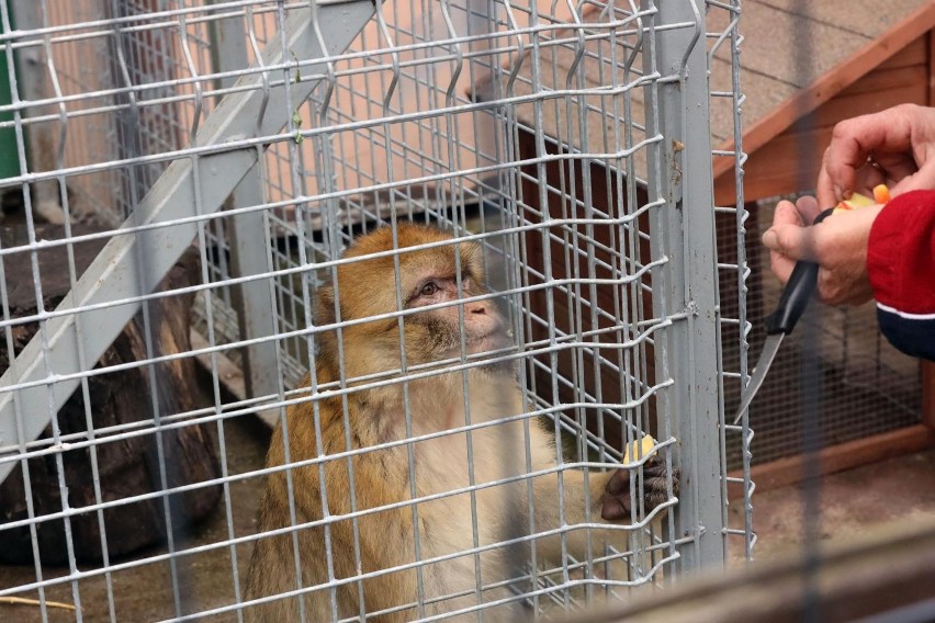 Na klatce schodowej, w drewnianej skrzyni, znalazła... małpę! Zwierzę ukradziono kilka dni wcześniej
