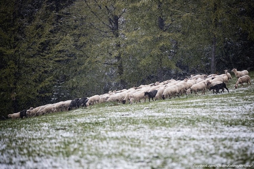 Wiosenne mieszanie owiec, czyli symboliczne wypędzenie stada...