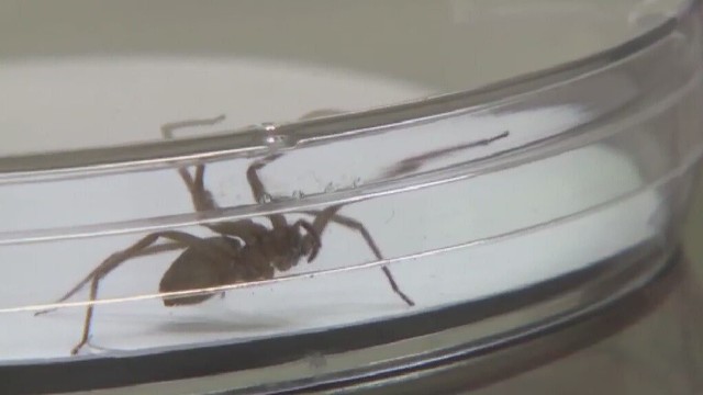Jadowity pająk w domuTakie jadowite pająki zamieszkują dom kupiony w St. Charles w USA.