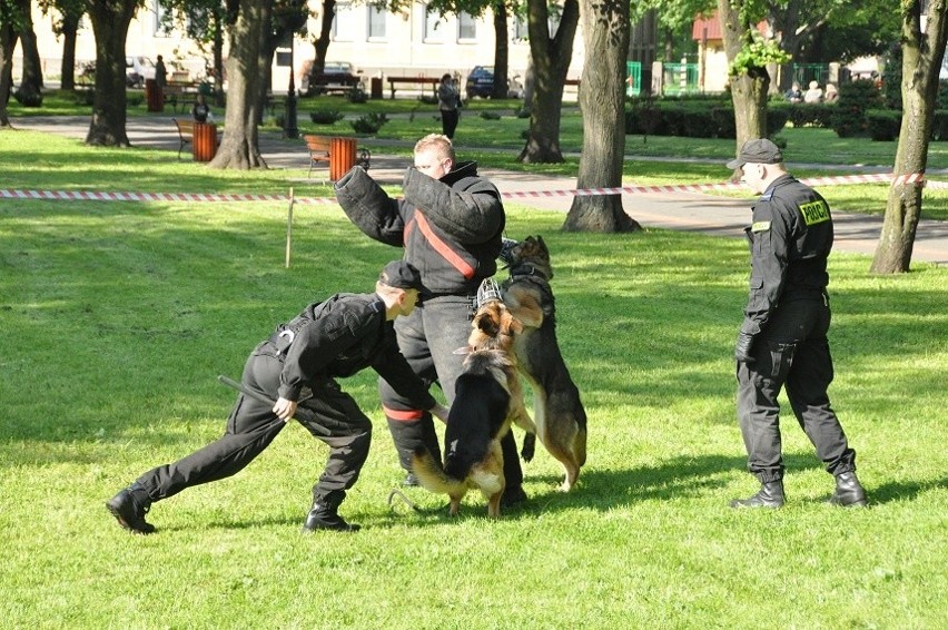 Prezentacja psów tropiących