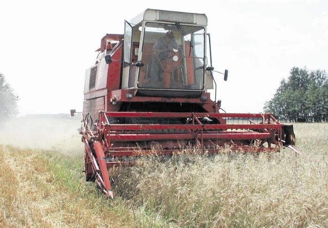 Jak wynika z szacunków Podlaskiego Ośrodka Doradztwa Rolniczego w Szepietowie, do wczoraj rolnicy skosili 10 procent  wszystkich zbóż ozimych 