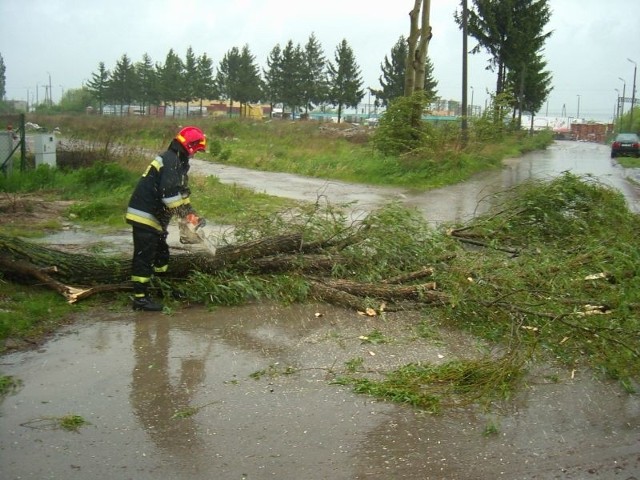 Powalone drzewa w powiecie staszowskim.