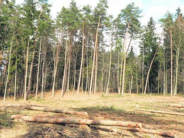 Kiedyś była tu sieć alejek spacerowych i inne atrakcje, służące rekreacji. Miłośnicy Słupska martwią się, że Lasek Południowy zamieni się wkrótce w obszar o krajobrazie księżycowym. 