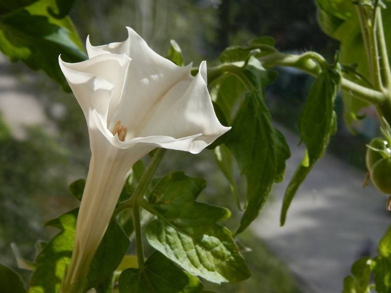 Datura...