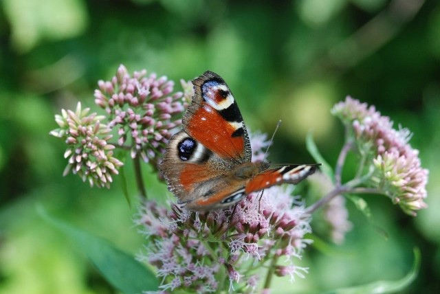 W Polsce żyje około 3 tysięcy gatunków motyli