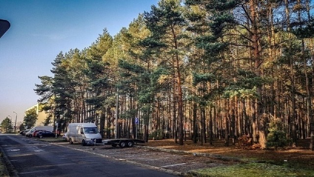 Zalesiona działka na osiedlu Rejtana w Lesznie