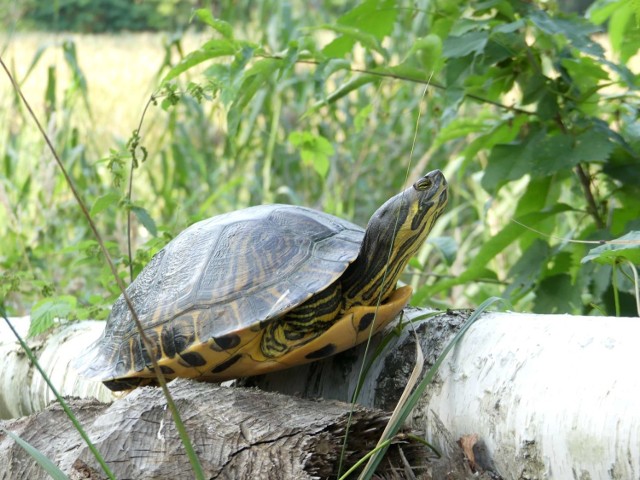 W okolicach Międzychodu mieszkają... dziko żyjące żółwie błotne. Mogą osiągać rozmiary do nawet 30-40 centymetrów (na zdjęciu żółw żółtobrzuchy, gatunek niepożądany w naszym środowisku).