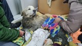 Właściciel odebrał uratowanego przy Odrze w Brzegu psa. Okazało się, że zwierzę uciekło z domu przez niedomkniętą furtkę