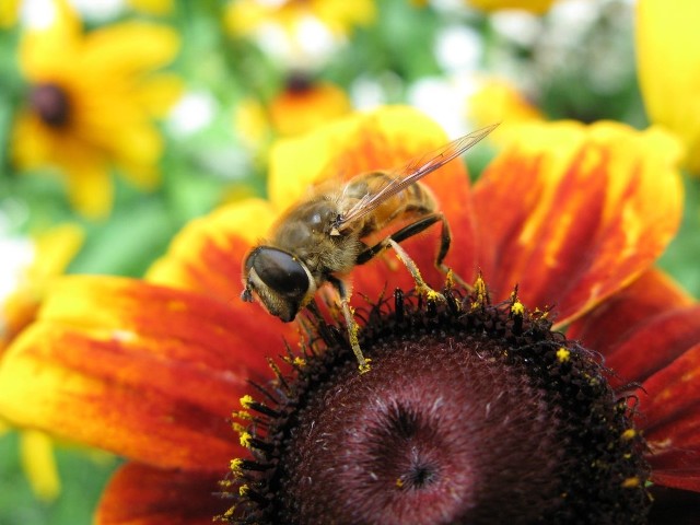 Jad owadów błonkoskrzydłych u osoby nadwrażliwej może wywołać silną reakcję uczuleniową.