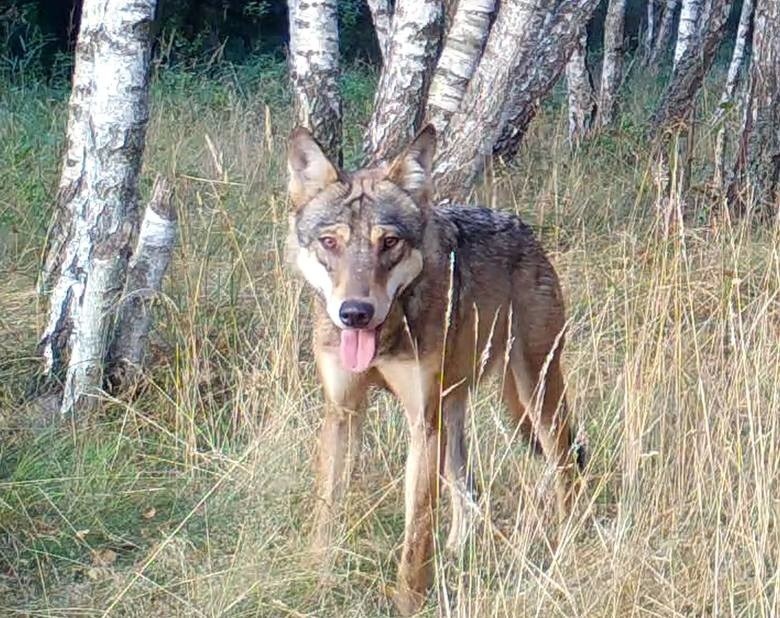 Wilki w świętokrzyskich lasach! Paweł Kosin z Nadleśnictwa Daleszyce wyjaśnia szczegóły głośnej śmierci wilczycy i ostrzega, żeby uważać 