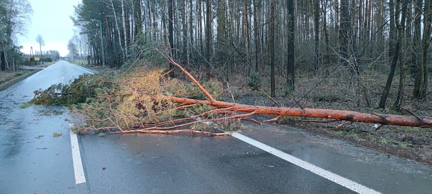 Wichura w powiecie ostrołęckim. Strażacy usuwali powalone drzewa, doszło też do zerwania dachu. 17.02.2022