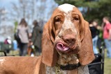 Zobacz te kochane mordeczki! Ponad dwa tysiące psów w weekend w Babimoście. Od piątku do niedzieli trwają krajowe i międzynarodowe wystawy 