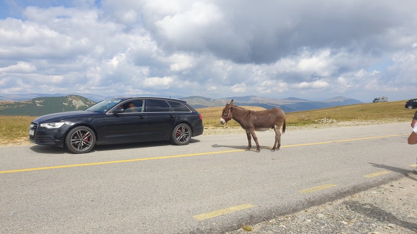 Na rumuńskich drogach pojawiają się zwierzęta, choć bywa -...