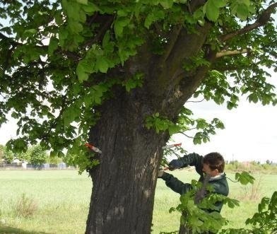 Jedną z metod walki ze szkodnikiem są szczepienia kasztanowców, ale grabienie liści jest o wiele tańsze i prostsze