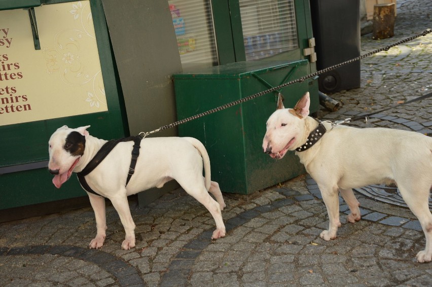 Wrocław: Psy ze schroniska spacerowały po Rynku. Happening miłośników zwierząt (ZOBACZ)