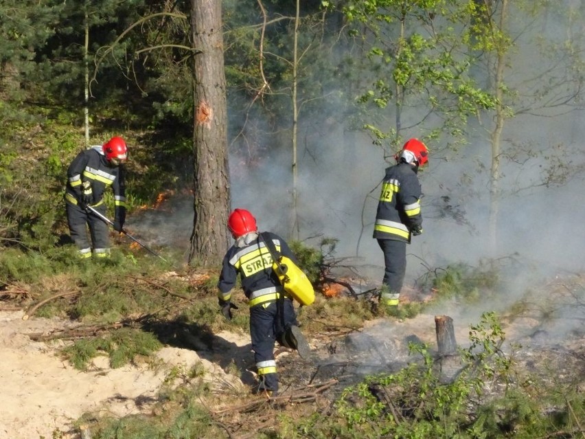 Pożar poszycia leśnego przy torach w Skarżysku. Gasili prawie dwie godziny
