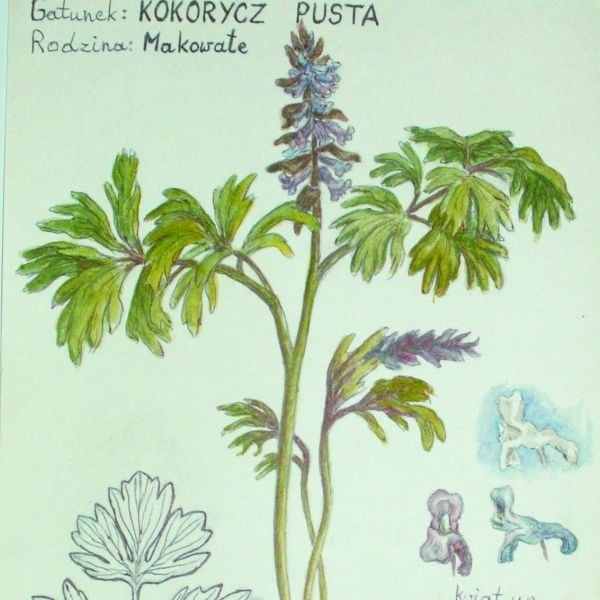 Na rysunku : Kokorycz pusta, roślina charakterystyczna dla grądu kokoryczowego wsytępującego w rezerwacie Budzisk. 