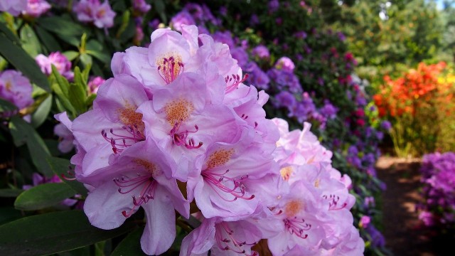 Rododendrony wyglądają dobrze we własnym towarzystwie, ale jest znacznie więcej roślin, które można z nimi sadzić.