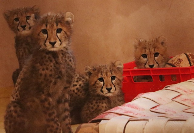 Gromadka, która liczy 5 kociąt – cztery samice i samca, 12 grudnia skończy cztery miesiące. Zoo informuje, że zwierzaki rozwijają się prawidłowo i szybko rosną. W tej chwili każdy z gepardów ma od 9 do 10 kg.