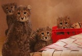 Gepardy z gdańskiego zoo rosną jak na drożdżach. Te wspaniałe kocięta mają już po 10 kilogramów 
