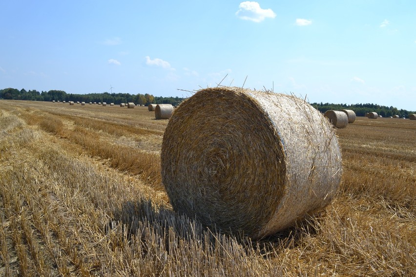 Żniwa w powiecie kłobuckim