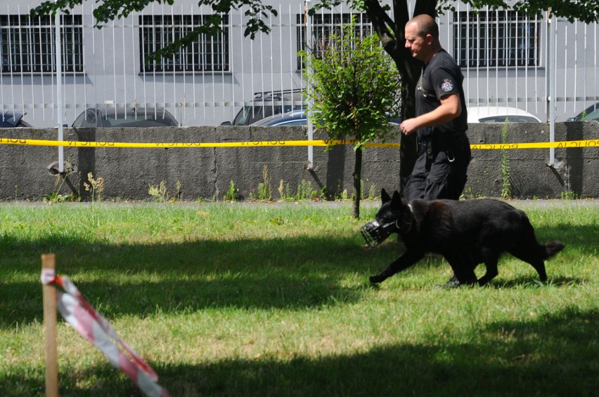 Psy patrolowe rywalizowały w zawodach w Krakowie