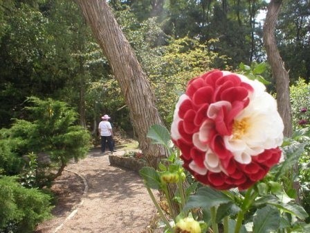 Przepiękny Ogród Botaniczny w Zagwiździu.