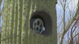 Fotoradary w kaktusach. Amerykański sposób na złodziei aut (VIDEO)