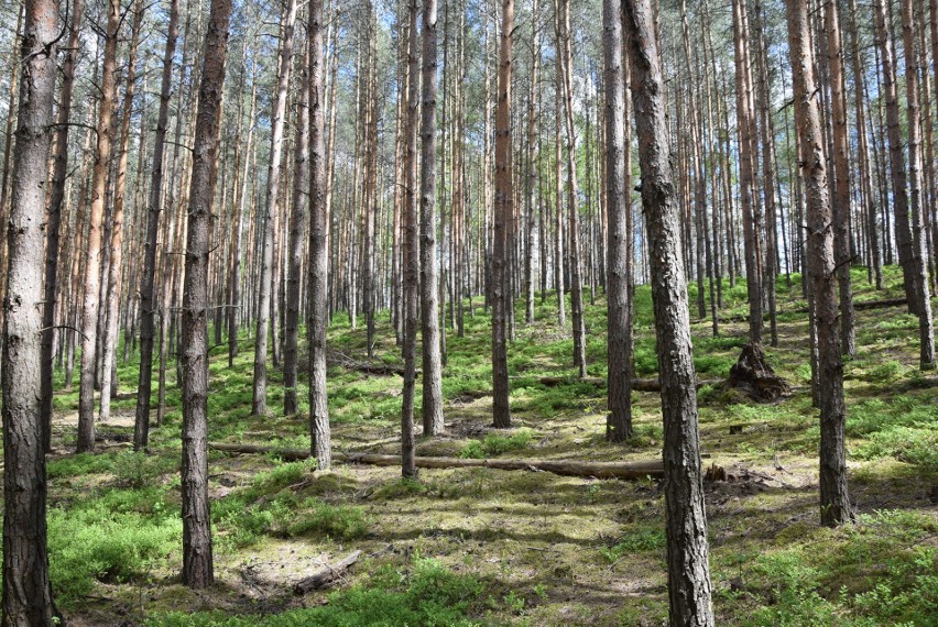 W maju zieleń na Wzgórzach Piastowskich jest najpiękniejsza....