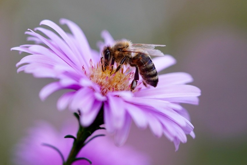 Już Albert Einstein ostrzegał, że jeśli wyginą pszczoły, to...