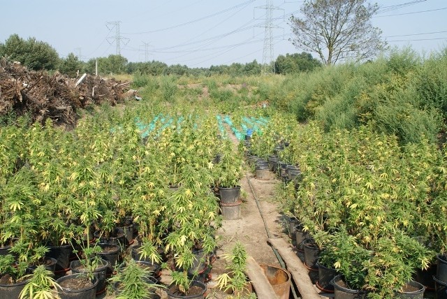 Kolejna plantacja konopi indyjskich w Zduńskiej Woli