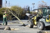 Koniec z betonozą. Na rynku w Rydułtowach sadzą wielkie, 5-metrowe drzewa 
