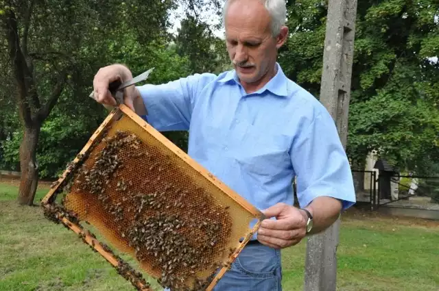 - Niestety, ten rok nie będzie dobry ani dla pszczół, ani dla pszczelarzy - mówi Andrzej Kowalik.