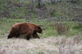 Niedźwiedź biegał po Tarnawie Dolnej. W gminie Zagórz odnotowano w tym roku już kilkanaście "wizyt" dzikich zwierząt w pobliżu domostw