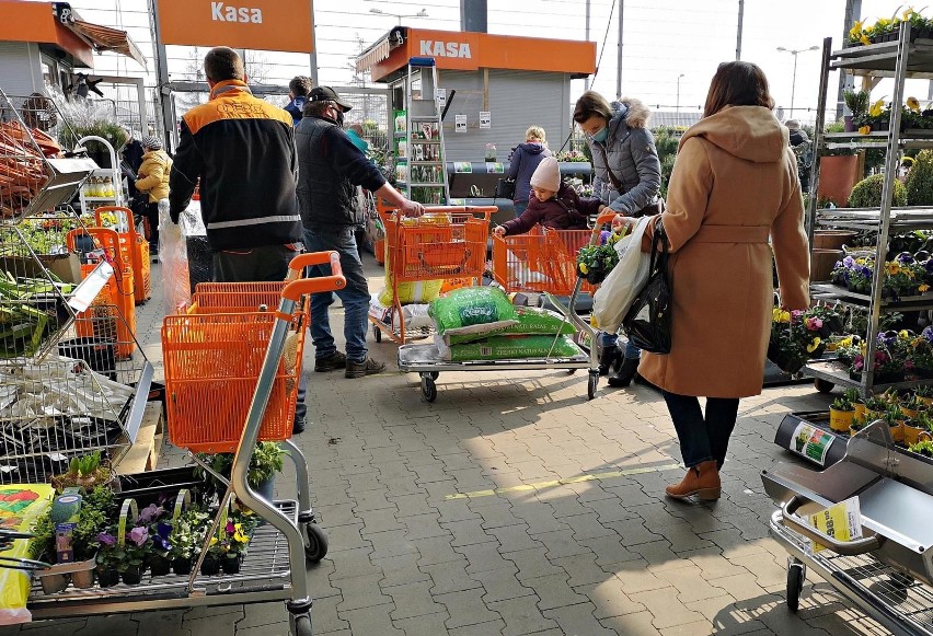 Rośliny do ogrodów i na balkon możemy kupić w marketach...