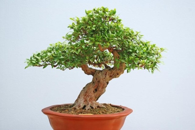 Drzewko bonsai.