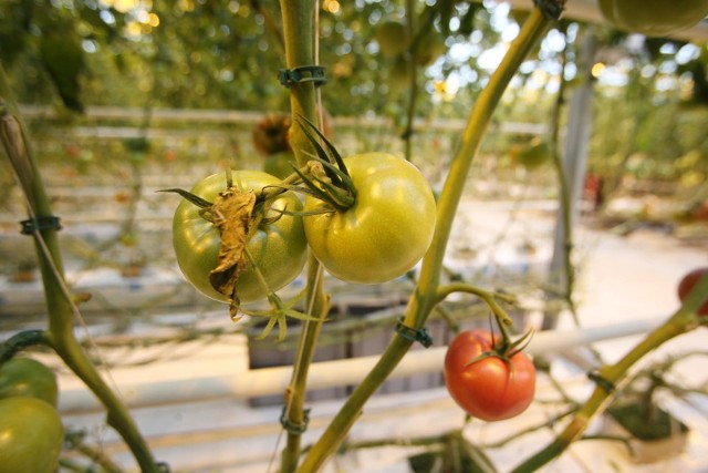 Dlaczego pomidory nie dojrzewają? Sprawdź, czy nie popełniasz tych częstych błędów przy uprawie pomidorów. Tak można nawet stracić całą uprawę pomidorów! To warto zrobić, żeby mieć obfite plony. Oto skuteczne triki na przyspieszenie dojrzewania pomidorów - poznaj je teraz w naszej galerii >>>>>