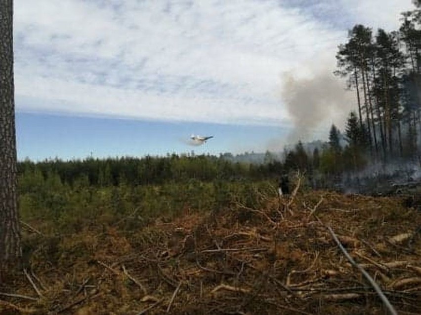 Znów pali się las w gminie Bliżyn. W akcji gaśniczej biorą udział samoloty [WIDEO, ZDJĘCIA]