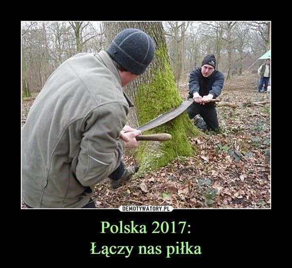 "Polska w trocinach". Internauci reagują na rzeź drzew