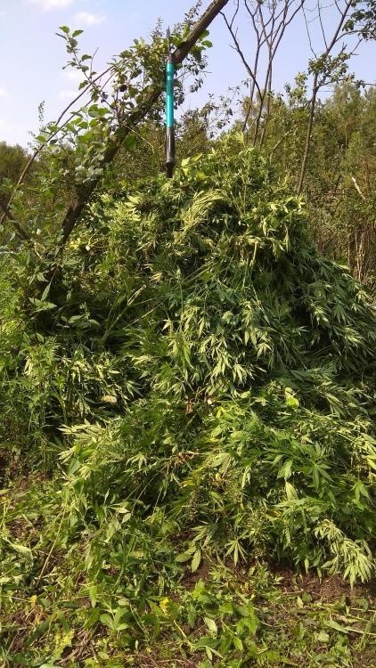 Chrzanów. Policjanci zlikwidowali plantację marihuany wartą 240 tys. zł [ZDJĘCIA]