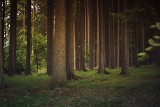Dopłaty do prywatnych lasów. Plan inwestycji - od czego zacząć [wysokość wsparcia, dokumenty, termin]