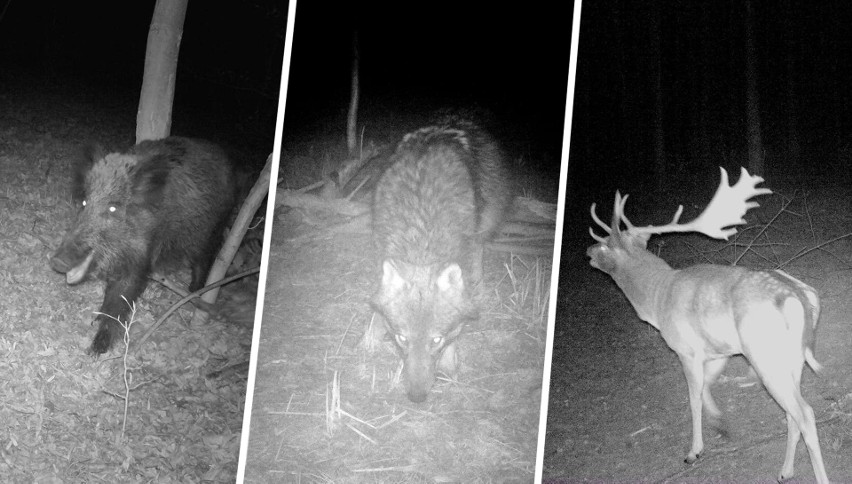 Co zwierzęta robią nocą, czyli mroczne zdjęcia z lasu...