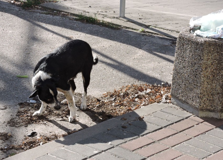 Ostrołęka. Po ulicach Starego Miasta od ok. 30 marca błąka się mały, czarno-biały pies