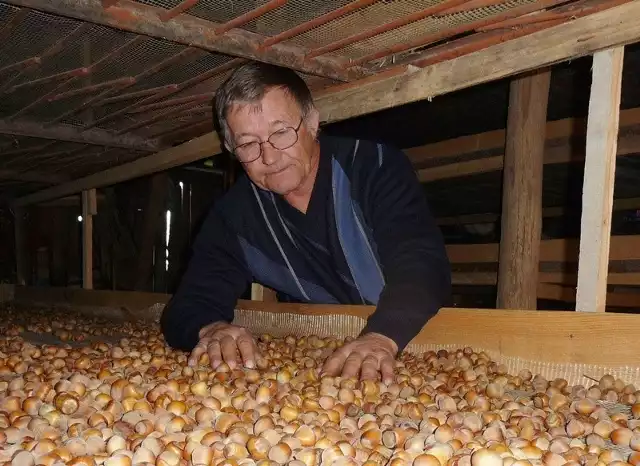 Po zbiorze każdy orzech trzeba oczyścić, mówi pan Bogusław.