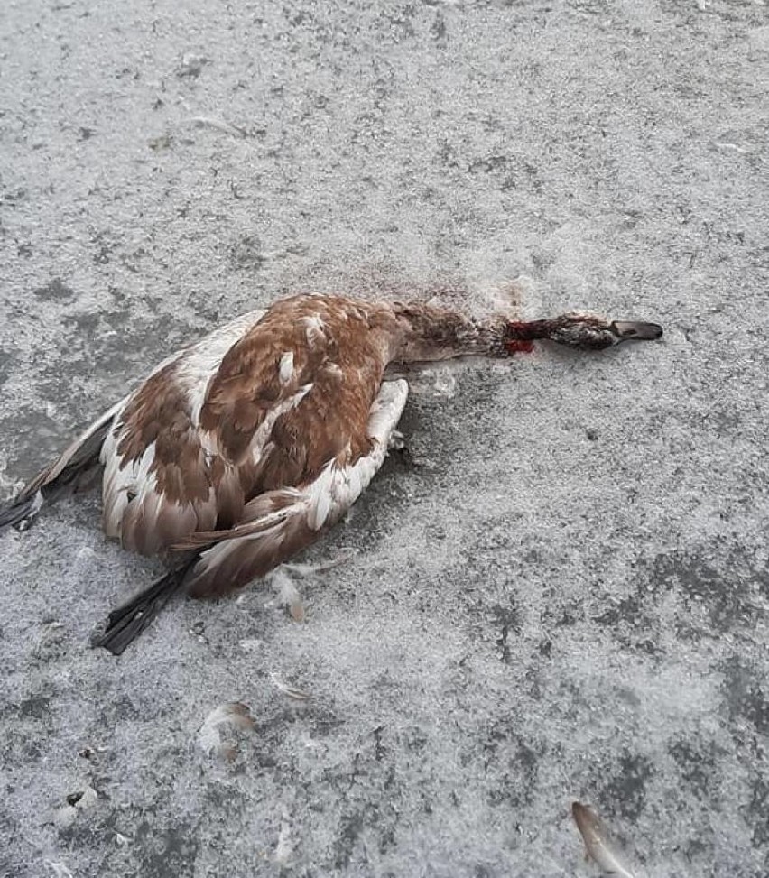 Ptasia grypa w rejonie Zatoki Puckiej? Strażacy w weekend zbierali martwe ptaki. Mają też specjalny apel