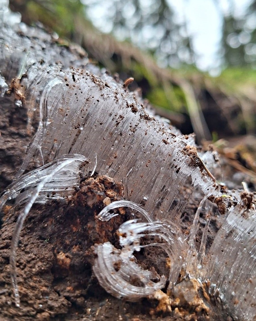 Lód włóknisty w Tatrach