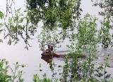 Sarna walcząca z powodzią w Skorogoszczy